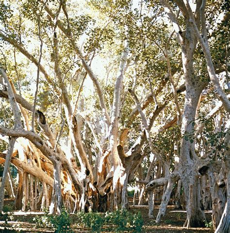 BANYAN .